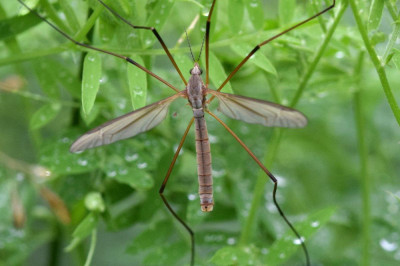 Tipula paludosa (m)