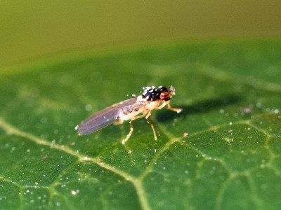 Asteia amoena