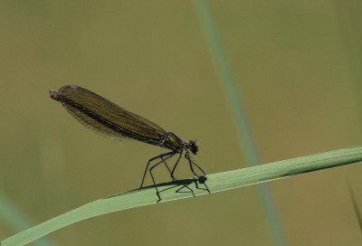 20150612_40  Odonata.jpg