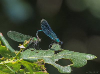 20150612_72 Libellen en juffers Butterfly, Bee & Dragonfly,.jpg