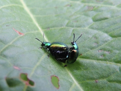 Groen zuringhaantje