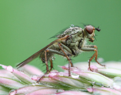 20160525_225 Insecten,  Macro Waarnemingen.jpg