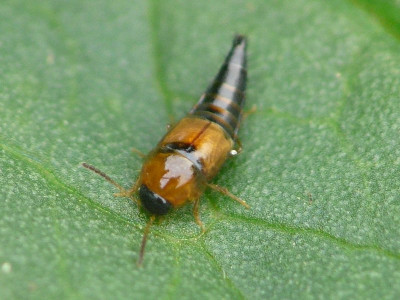 Tachyporus dispar