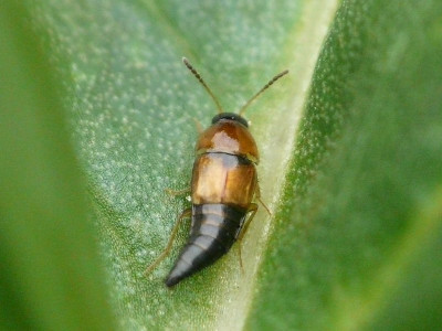 Tachyporus dispar