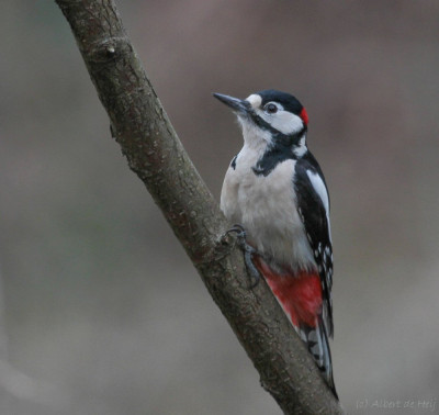 20121230_154 echte vogelvrienden Fotografen vogelvrienden.jpg