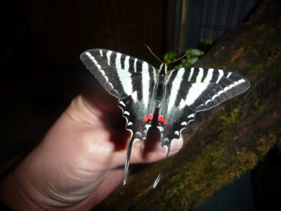 Protographium Marcellus (Zebra swallowtail).jpg