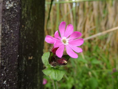 Dagkoekoeksbloem