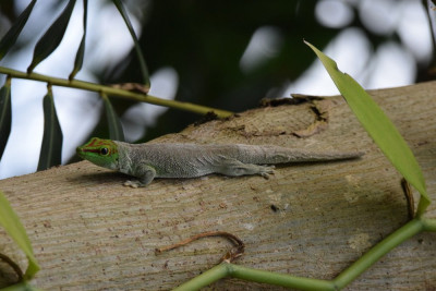 Madagaskardaggekko