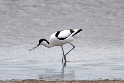 Breebaartpolder, Termunten