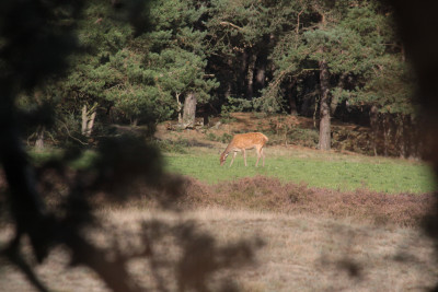 hinde, 2017, hoge veluwe