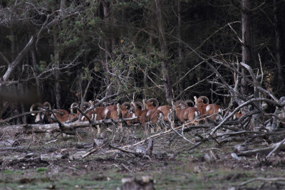 2017, Hoge Veluwe