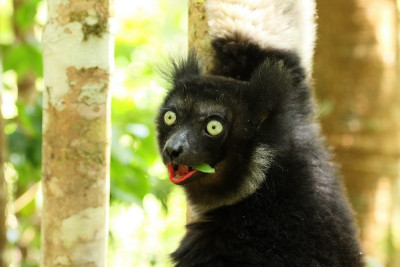 Indri-1.jpg
