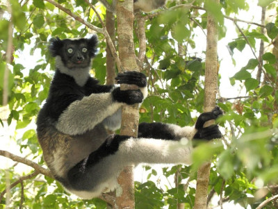 Indri-2.jpg