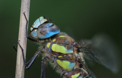 IMGL0397  Footo Paardenbijter  Libellen en juffers Macro Close-up en macro  Fotografen themafoto, Butterfly, Bee & Dragonfly, Insecten.jpg