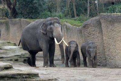 Aziatische olifanten