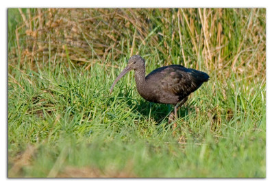 Zwarte ibis 230302-04 kopie.jpg