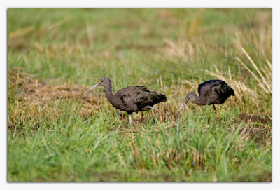 Zwarte ibis 230302-05 kopie.jpg