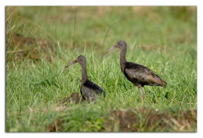 Zwarte ibis 230302-06 kopie.jpg