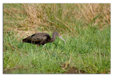 Zwarte ibis 230302-07 kopie.jpg