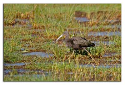 Zwarte ibis 230302-08 kopie.jpg