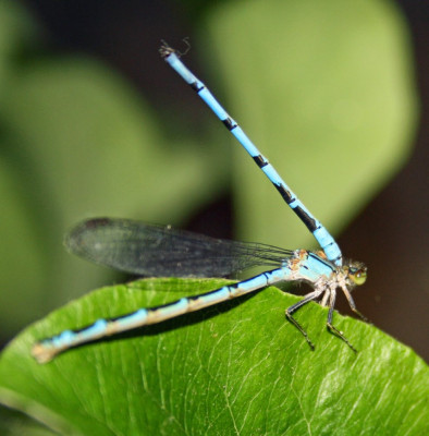 Enallagma cyathigerum, Watersnuffel 10-06-2012.jpg