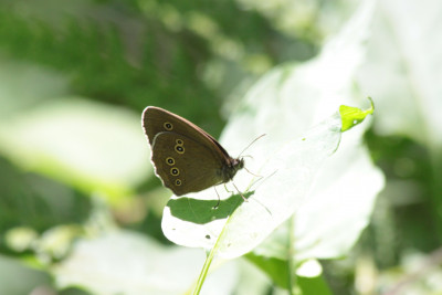 juni 2014, Landgoed Arcen