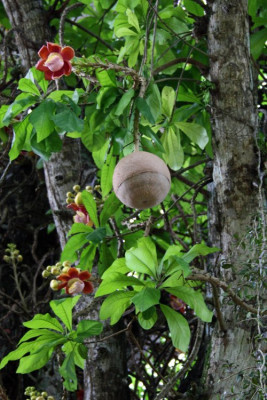 Couroupita guianensis, Kanonskogelboom 12-07-2010 (2).jpg