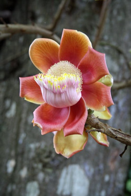 Couroupita guianensis, Kanonskogelboom 12-07-2010 (1).jpg