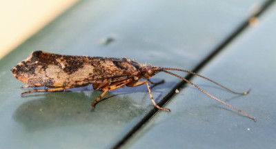 20160504_221   (2021) Mothing and Moth-watching.jpg