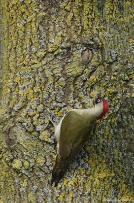 Groene specht    Hoogveld/Heerlerbaan   8 april 2021