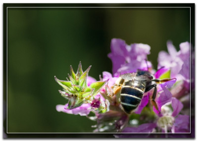 katenstaart dikpoot 170814-01.JPG