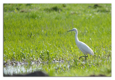 Kleine zilverreiger 230315-01 kopie.jpg