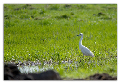 Kleine zilverreiger 230315-02 kopie.jpg