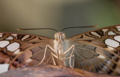 ADH_2021  Parthenos Sylvia, Macro.jpg