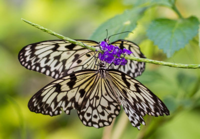 ADH_1828  Idea leuconoe,  Butterfly, Bee & Dragonfly,  Butterflying Around the World.jpg