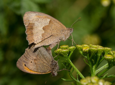 IMGL0480 Vlinders in Nederland,  Vlinders en overige insecten, Macro   Butterfly, Bee & Dragonfly.jpg