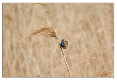 Blauwborst 190415-02 kopie.jpg