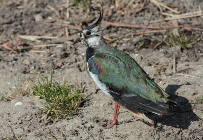 20130327_638 Echte Vogelvrienden.jpg