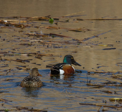 IMGL7992 Vogelvrienden, Vogelaars natuur & vogelfotografie,Flora & Fauna.jpg