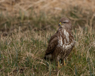 IMGL5795 Foto Vogelvrienden.jpg