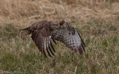 IMGL5799Echte Vogelvrienden Footo  Vogelvrienden fotografen.jpg