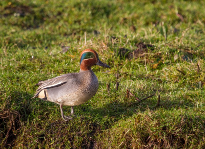 IMGL7865 Vogelvrienden Vogelaars natuur & vogelfotografie.jpg