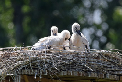 3 juveniele ooievaars.