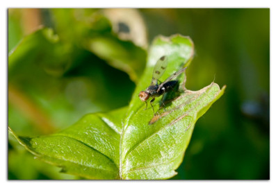 Geomyza tripunctata 210518-02 kopie.jpg