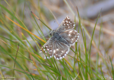 Zuidelijke aardbeivlinder - Pyrgus malvoides