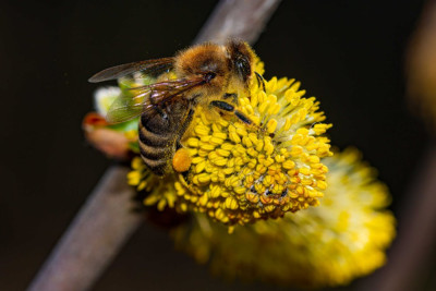 Honingbij in Elsloo langs het Julianakanaal 05-04-2023