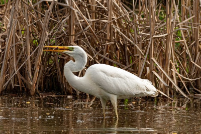 Grote Zilvereiger die een visje eet op de koumen in Hoensbroek 2023