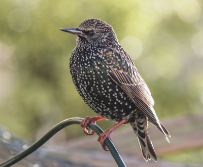 20160117_1 Vogelvrienden.jpg