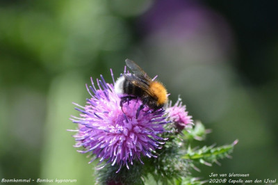 Boomhommel - Bombus hypnorum - Capelle aan den IJssel