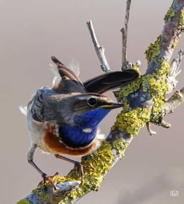 De zeer fotogenieke blauwborst.